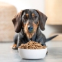 dried pet food